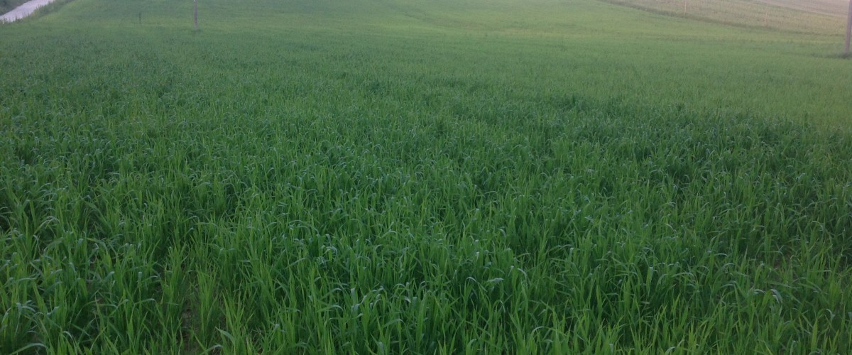Inizia la storia “Selezione Cappelli”: Primi campi sperimentali di grano